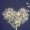 dandelion-5063527_640 copy