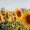 sunflowers-7353922_1280